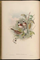 Emberiza caniceps